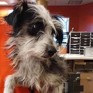 Male Terrier found #A-2745 pet adoption WAGS