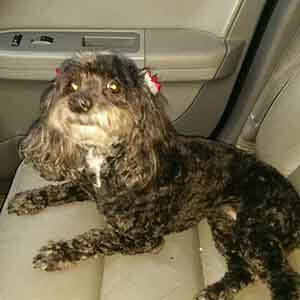Female cockapoo lost on near Hewes St. and Spring ST. WAGS