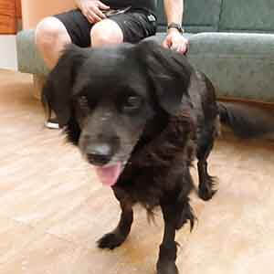 Friendly female dog found #A-2785 pet adoption WAGS