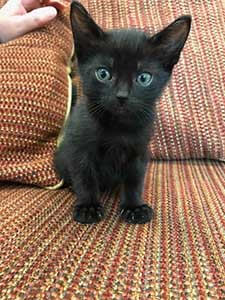 black kitten is now need adoption WAGS
