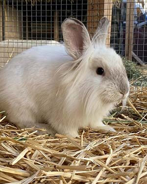 Aslan and all of his other bunny friends are still looking for their forever homes WAGS