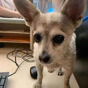 Male chihuahua intact found #A-2709 pet adoption WAGS