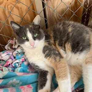 All previously spayed and neutered cats/kittens are $25 11/8/19 WAGS