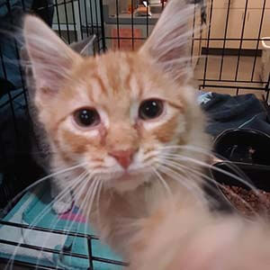 All previously spayed and neutered cats/kittens are $25 11/8/19 WAGS