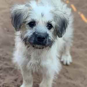 How cute is Elle?! She is a 3 month old spayed female Terrier mix pup WAGS
