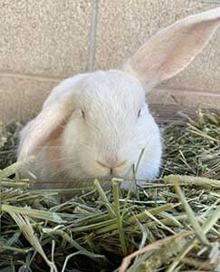 Edelweiss is a very smart bunny! it can eat all hay WAGS