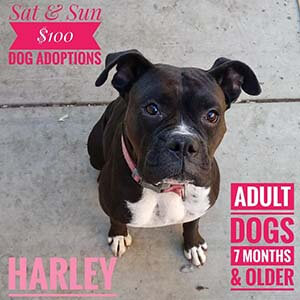 ALL available adult dogs are $100. The regular adoption process still applies WAGS