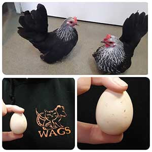 Dixie Chick and Chick Norris are LAYING EGGS WAGS