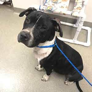 Female Pitbull found #A-2675 pet adoption WAGS