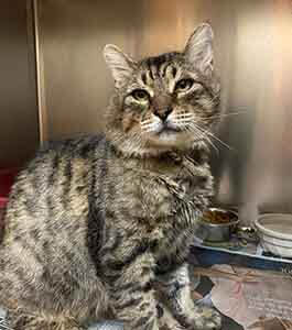 beetle the wags cat for adoption