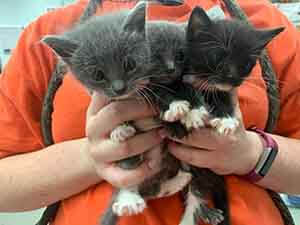 We have several litters of kittens that needs fostering. WAGS