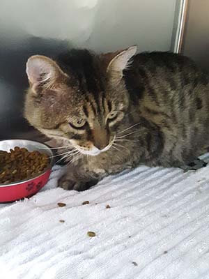 Beetle, He is FIV positive and help us find his forever home