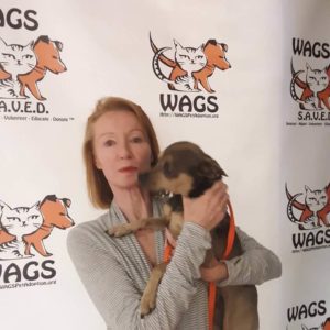 little dogadopt at WAGS