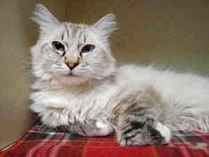 WAGS cat Priscilla