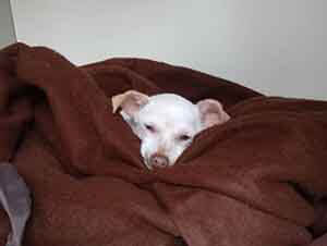 Possum is all warm and cozy and sleeping late on this #SeniorSaturday