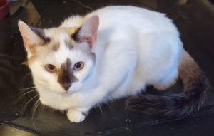 white cat for adoption wAGS
