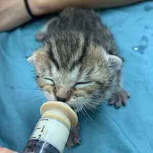 One of 4 bottle babies in need of foster. They are good