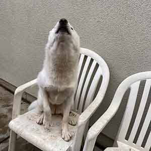 Lilo is howling for attention WAGS