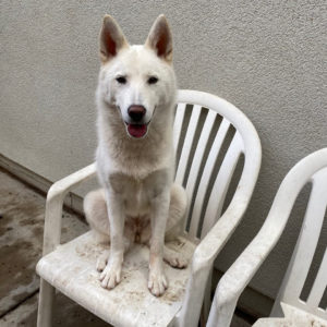 lilo dog WAGS for adoption
