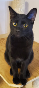 black cat is now needed a home WAGS