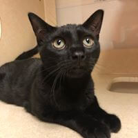 black cat at wags for adoption