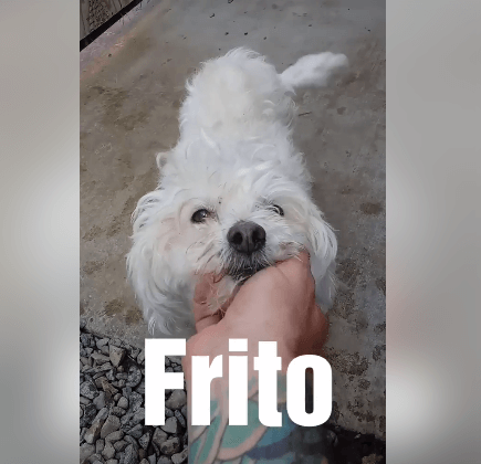 7yr old Frito is mushy, with other dogs looking for a home
