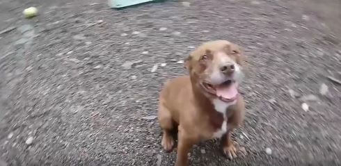 happy dog WAGS