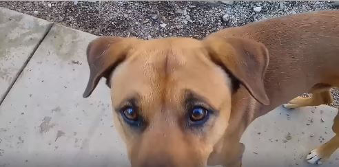 meet jack WAGS dog adoption