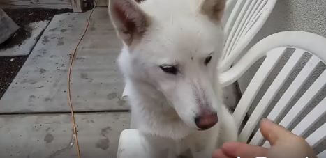 wags lilo dog for adoption
