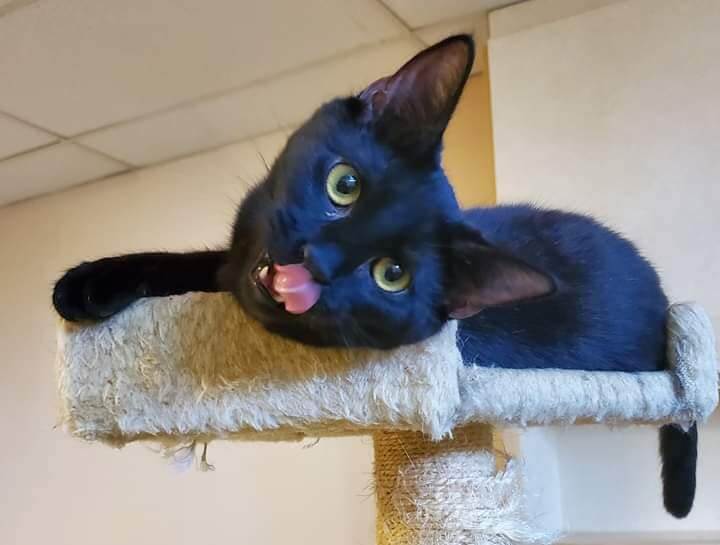 cute little black cat need adopt WAGS