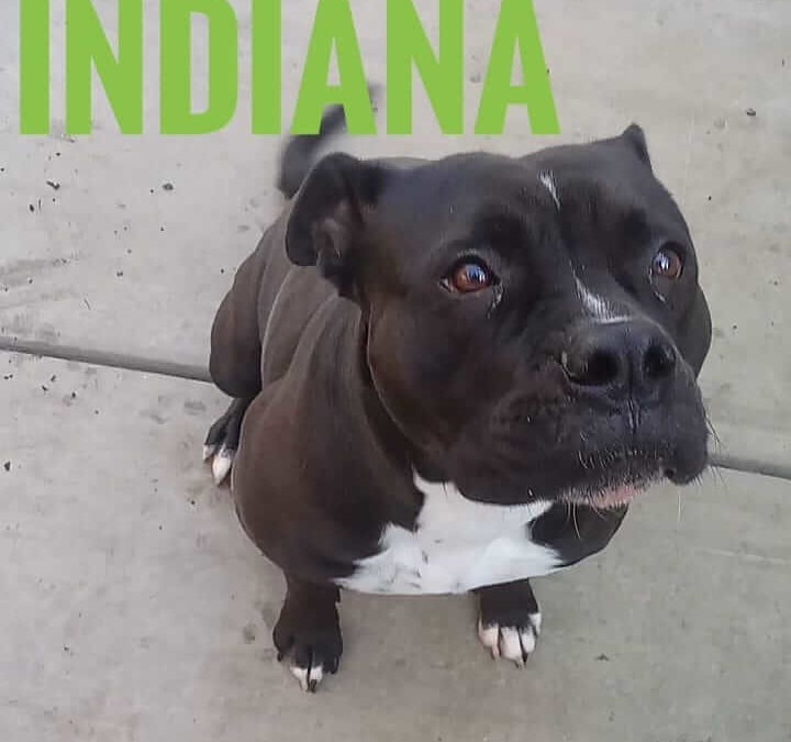 wags lovely dog indiana for adoption