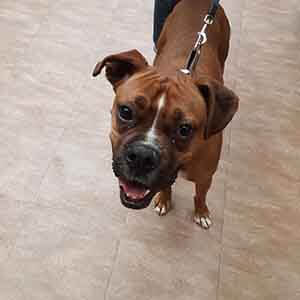 male boxer found by wags lost pet