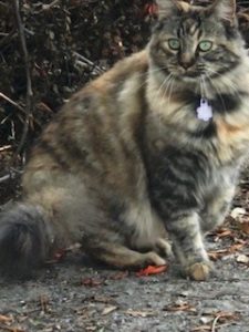 fat cat adoption for wags
