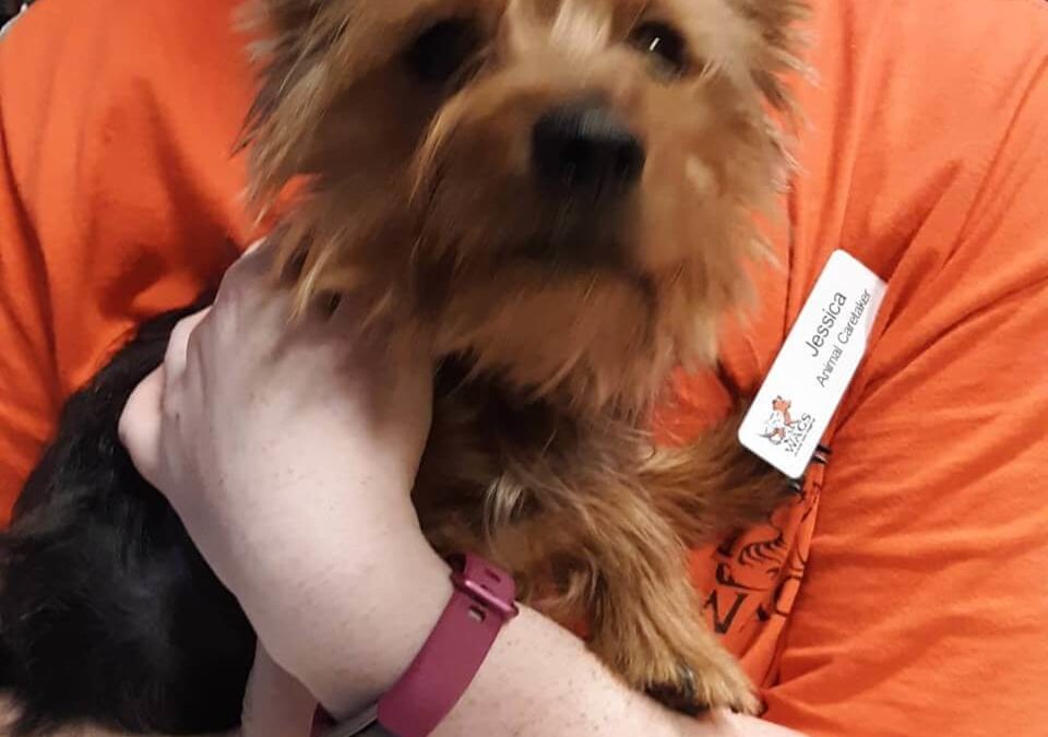 Male yorkie dog found by wags