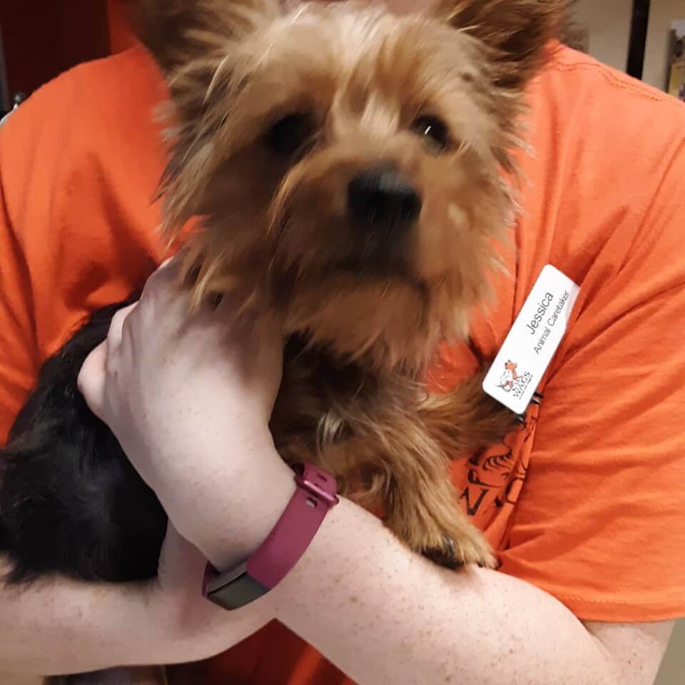 found yorkie male