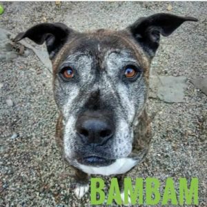 bambam big boy dog for adoption