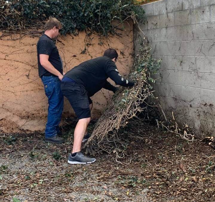 wags volunteer clean hedge
