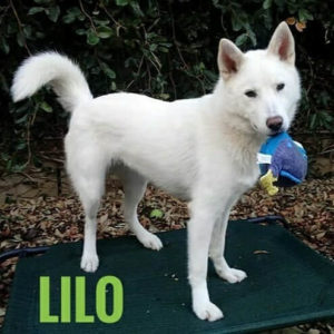 wags lilo dog for adoption