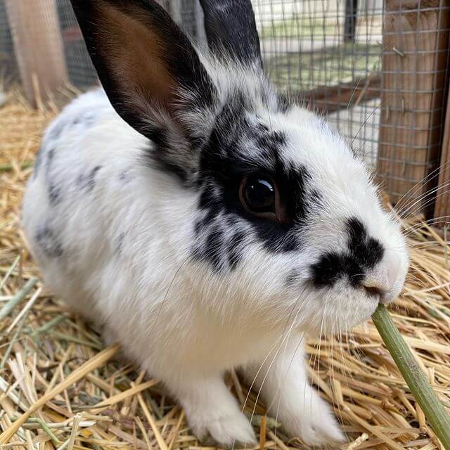 wags rabbit confeti for adoption