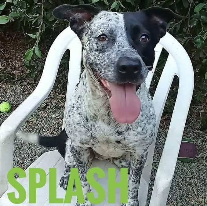 wags dog splash for adoption
