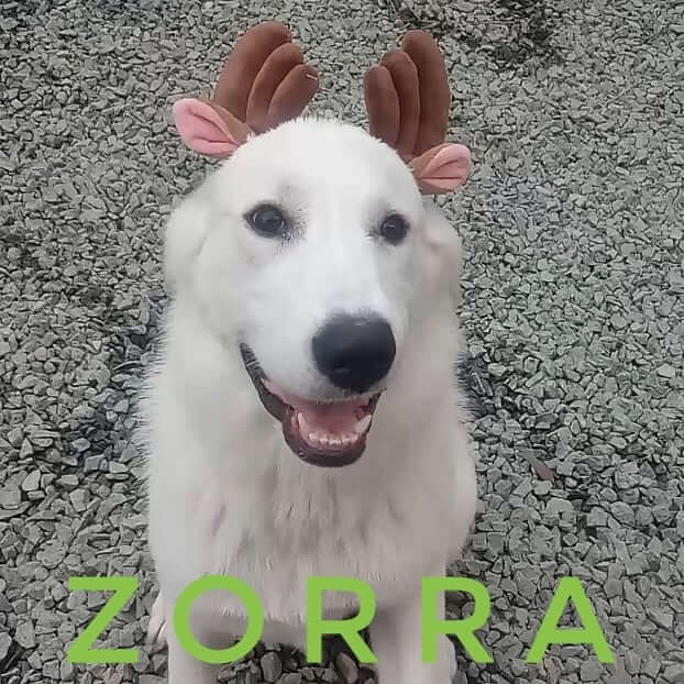 wags dog zorra for adoption