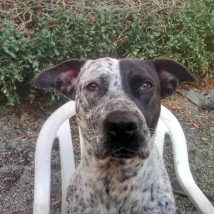 splash ready to adopt at wags