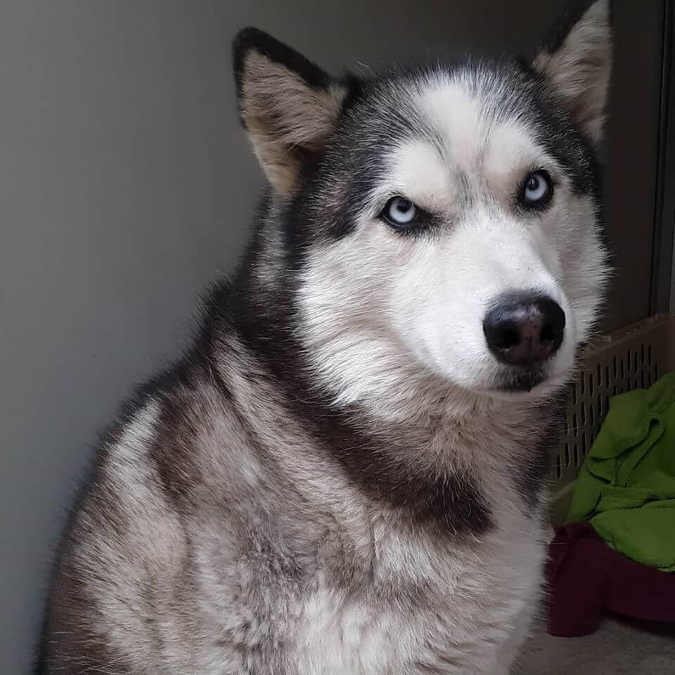 found female husky