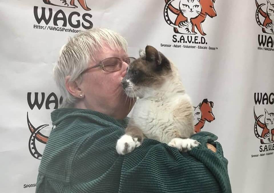 adopted cat got welcome kiss