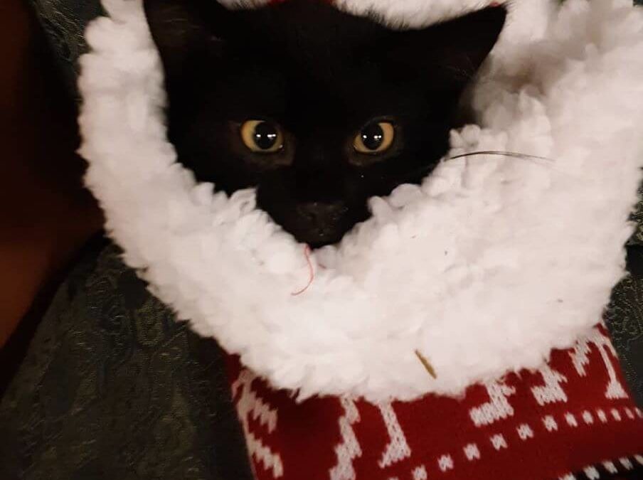 close up kitten inside christmas sock