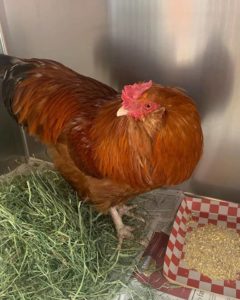 rooster brown for adoption