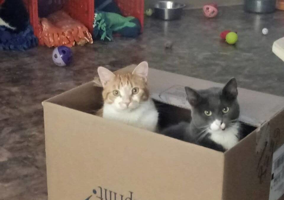 kittens peeking from box