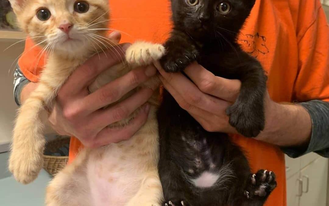 wags black and orange kitten