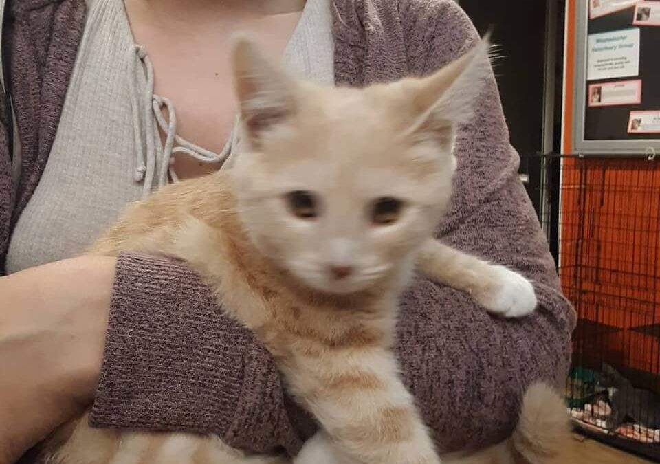 friendly male cat found by wags