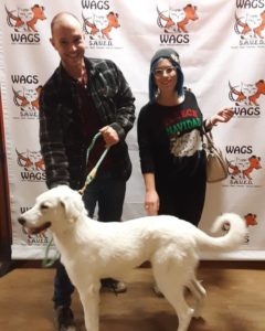 Couples holiday adopt white dog WAGS